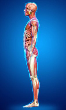 3D, tıbbi olarak erkek anatomisini doğruluyor.