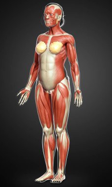 3D, kadın kas sisteminin tıbben doğru bir göstergesi.