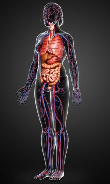 3D, kadın iç organlarının ve dolaşım sisteminin tıbben doğru bir çizimi.