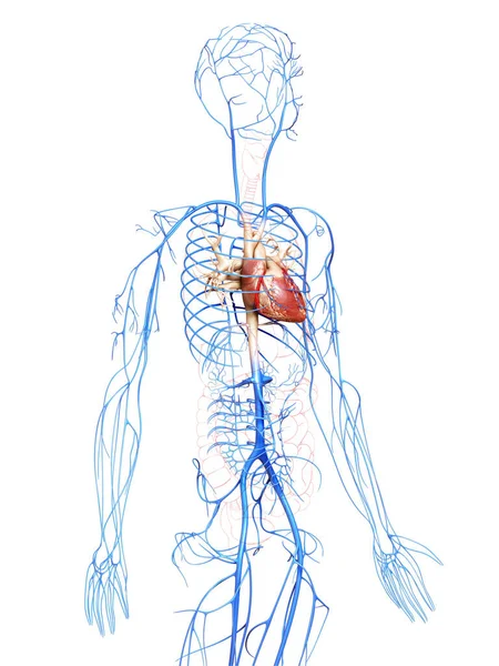 Gjorde Medicinskt Korrekt Illustration Venerna — Stockfoto