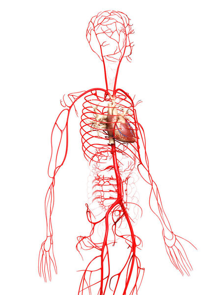3d оказана медицинская точная иллюстрация артерий
