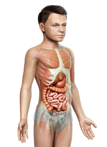 Renderizado Medicamente Preciso Anatomia Masculina — Fotografia de Stock