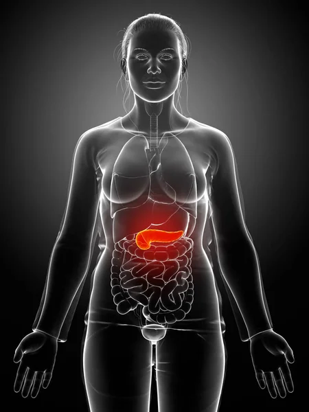 Reso Illustrazione Clinicamente Accurata Pancreas Femminile — Foto Stock