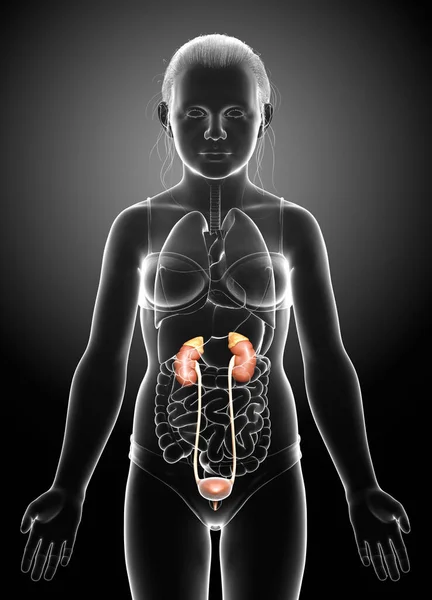 3Dレンダリングされた若い女の子の腎臓アナトームの医学的に正確なイラスト — ストック写真
