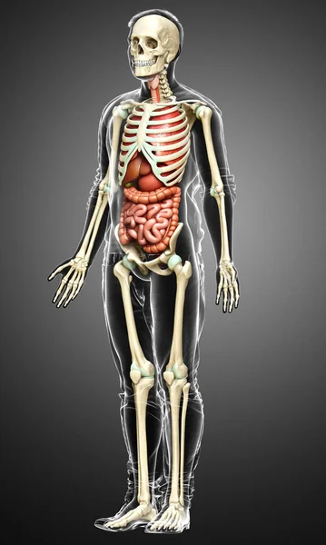 3D对男性内脏器官和骨骼系统进行了精确的医学描述 — 图库照片