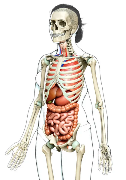 Medisch Nauwkeurige Illustratie Van Vrouwelijke Inwendige Organen Skelet Syste — Stockfoto