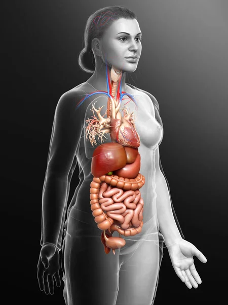 Reso Illustrazione Clinicamente Accurata Del Sistema Digestivo Femminile Del Cuore — Foto Stock