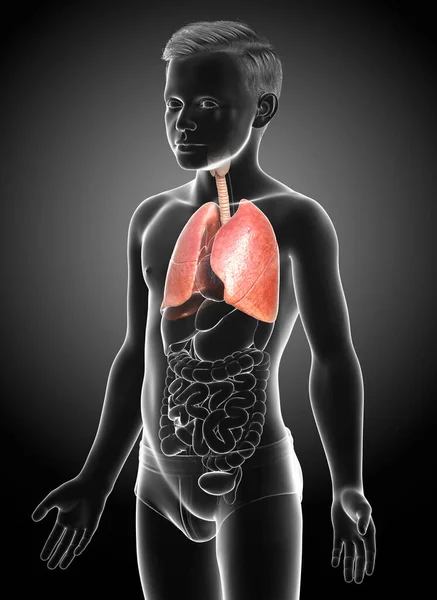 Illustration Médicalement Précise Une Anatomie Pulmonaire Jeune Garçon — Photo