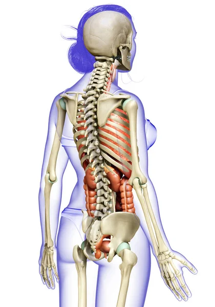 Kadın Organlarının Iskelet Sisteminin Tıbben Doğru Bir Gösterimi — Stok fotoğraf