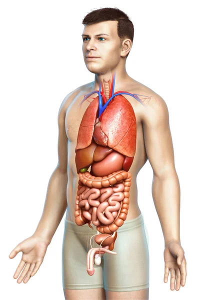 Gjorde Medicinskt Korrekt Illustration Manliga Inre Organ — Stockfoto