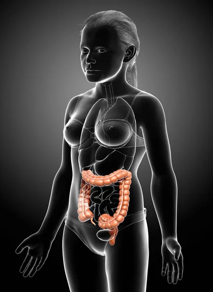 三维渲染 医学上准确的女童大肠解剖学图像 — 图库照片