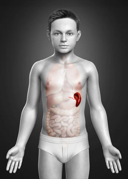 Rendered Medically Accurate Illustration Young Boy Spleen Anatom — Stock Photo, Image