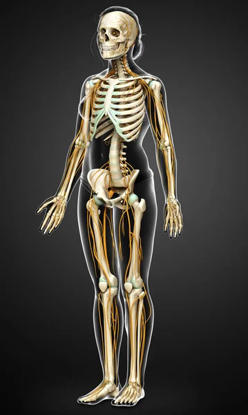 Rendered Medically Accurate Illustration Ofa Female Nervous System Skeleton System — Stock Photo, Image