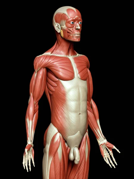 Renderizado Ilustración Médicamente Precisa Sistema Muscular Masculino — Foto de Stock