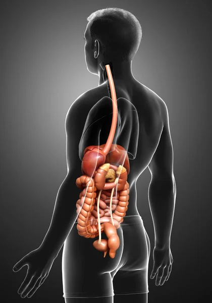 Reso Illustrazione Clinicamente Accurata Maschio Digestive Syste — Foto Stock