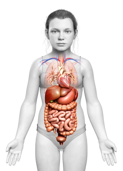 Medisch Nauwkeurige Illustratie Van Jong Meisje Spijsverteringsstelsel Hart — Stockfoto