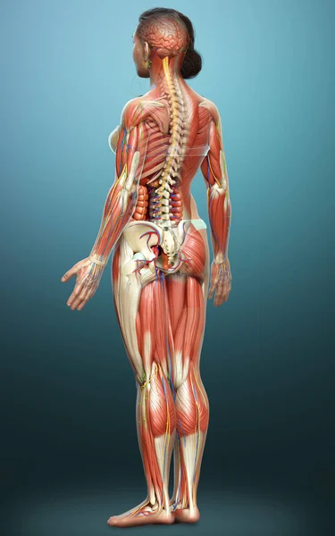 3d rendered medically accurate of the female anatomy