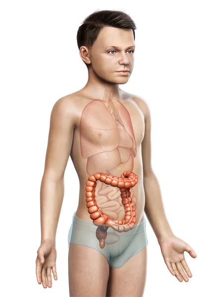 Візуалізована Медично Точна Ілюстрація Анатомії Великого Кишечника Хлопчика — стокове фото
