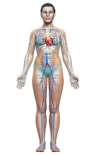 Reso Illustrazione Medicalmente Accurata Anatomia Femminile Delle Vene — Foto Stock
