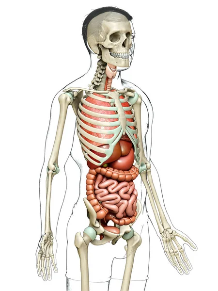 Gjorde Medicinskt Korrekt Illustration Manliga Inre Organ Och Skelett System — Stockfoto