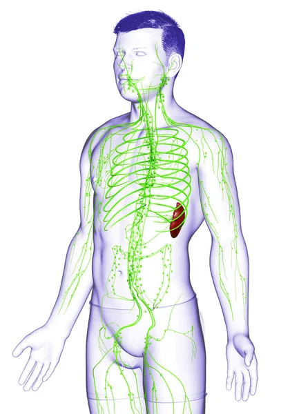 Gerenderte Medizinisch Genaue Darstellung Eines Männlichen Lymphsystems — Stockfoto