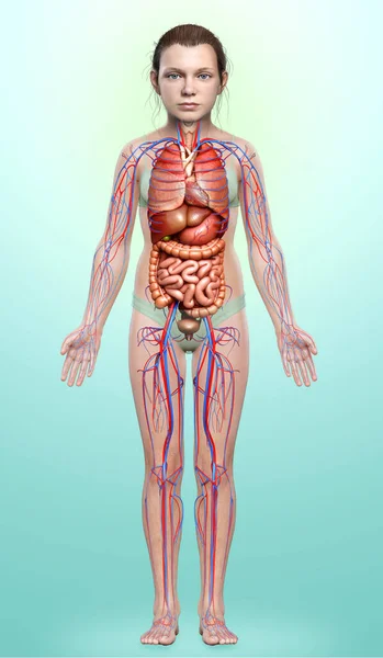 Medisch Nauwkeurige Illustratie Van Meisje Inwendige Organen Bloedsomloop — Stockfoto