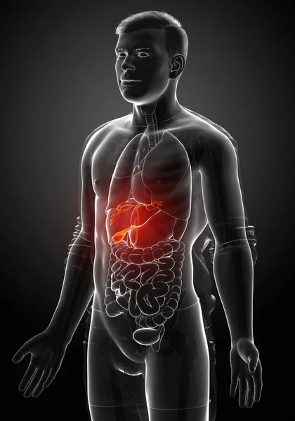 Renderizado Medicamente Ilustração Precisa Órgãos Masculinos Anatomia Vesícula Biliar — Fotografia de Stock