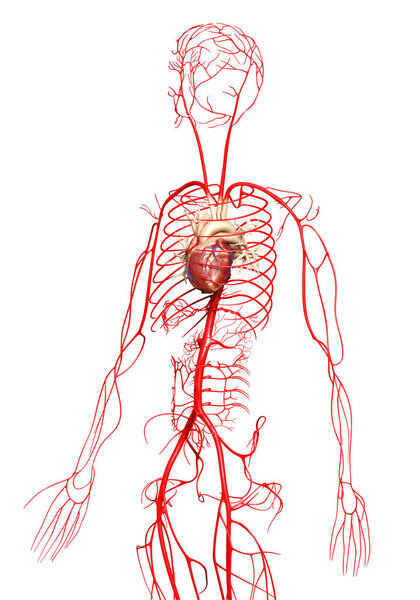 3d оказана медицинская точная иллюстрация артерий
