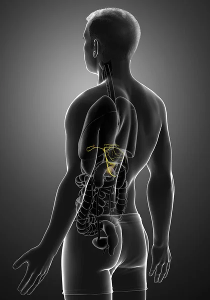Gerenderte Medizinisch Genaue Darstellung Der Männlichen Organe Gallenblase Anatomie — Stockfoto