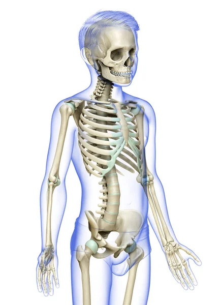 Renderowane Medycznie Dokładna Ilustracja Systemu Szkieletowego Młodego Chłopca — Zdjęcie stockowe