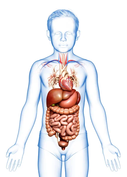 Medisch Nauwkeurige Illustratie Van Boy Digestive System Hart — Stockfoto