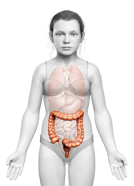 Vykreslené Lékařsky Přesné Ilustrace Dívky Tlustého Střeva Anatomie — Stock fotografie