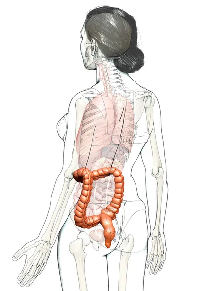 3Dレンダリング 女性の大腸解剖学の医学的に正確なイラスト — ストック写真