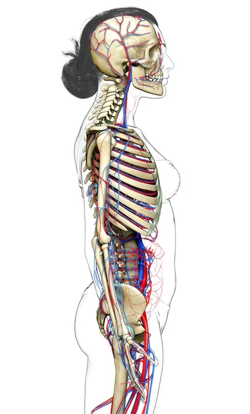 Utförd Medicinskt Korrekt Illustration Det Kvinnliga Cirkulations Och Skelettsystemet — Stockfoto