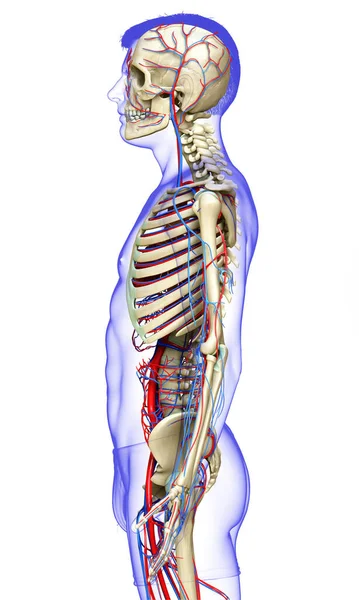 Reso Illustrazione Clinicamente Accurata Del Sistema Circolatorio Scheletrico Maschile — Foto Stock