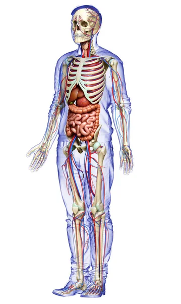 Rendered Medically Accurate Illustration Male Internal Organs Skeleton Circulatory System — Stock Photo, Image
