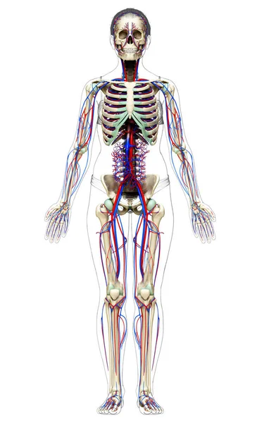 Gerenderte Medizinisch Genaue Darstellung Des Weiblichen Kreislauf Und Skelettsystems — Stockfoto