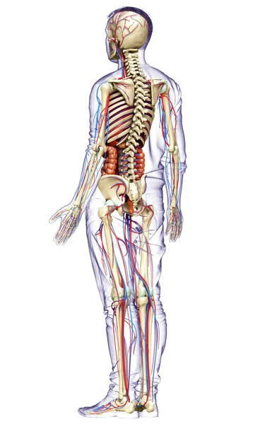 Erkek Organlarının Iskeletinin Dolaşım Sisteminin Tıbben Doğru Bir Çizimi — Stok fotoğraf