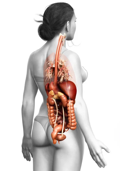 Görs Medicinskt Korrekt Illustration Kvinnliga Matsmältningssystemet Och Hjärtat — Stockfoto