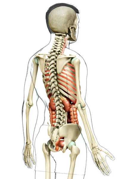 Rendered Medically Accurate Illustration Male Internal Organs Skeleton System — Stock Photo, Image