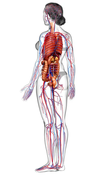 Darstellung Des Weiblichen Kreislaufsystems Und Der Inneren Organe — Stockfoto