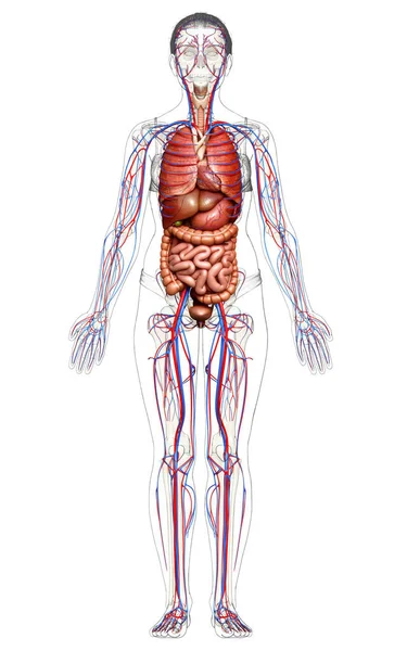 Оказана Медицинская Точная Иллюстрация Женских Внутренних Органов Кровеносной Системы — стоковое фото