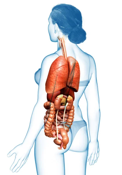 Reso Illustrazione Clinicamente Accurata Organi Interni Femminili — Foto Stock