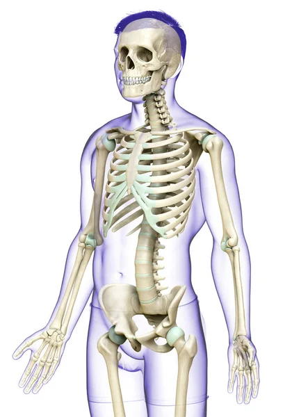Візуалізація Медично Точна Ілюстрація Чоловічої Скелетної Системи — стокове фото