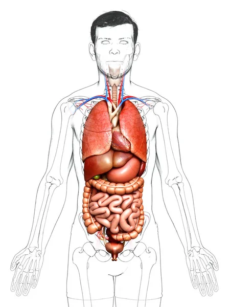 Gjorde Medicinskt Korrekt Illustration Manliga Inre Organ — Stockfoto