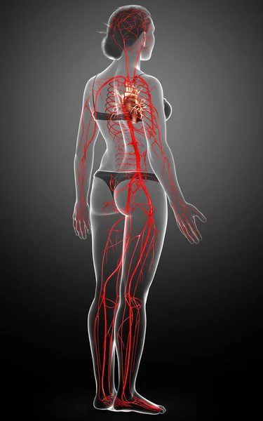 Rendered Medically Accurate Illustration Female Arteries — Stock Photo, Image