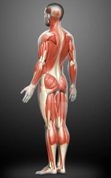 Rendered Medically Accurate Illustration Male Muscle System — Stock Photo, Image