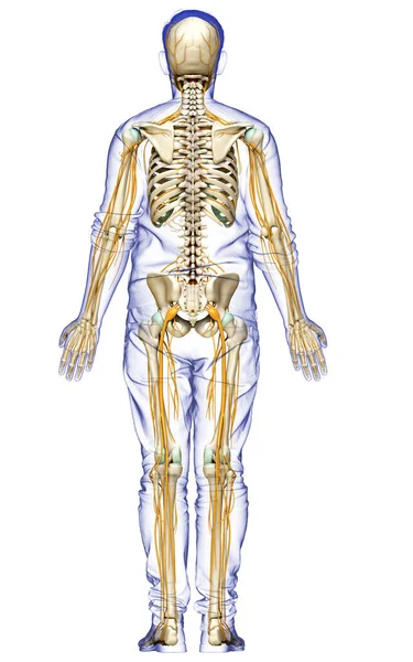 Καθιστούν Ιατρικά Ακριβή Απεικόνιση Του Νευρικού Συστήματος Και Του Σκελετού — Φωτογραφία Αρχείου