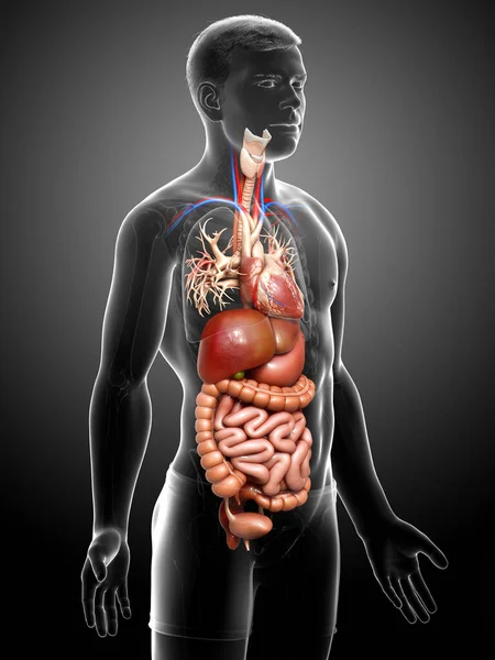 Reso Illustrazione Clinicamente Accurata Maschio Digestive Syste — Foto Stock