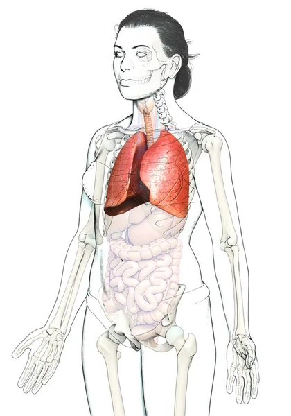 Renderizado Ilustración Médicamente Precisa Una Anatomía Pulmonar Femenina —  Fotos de Stock